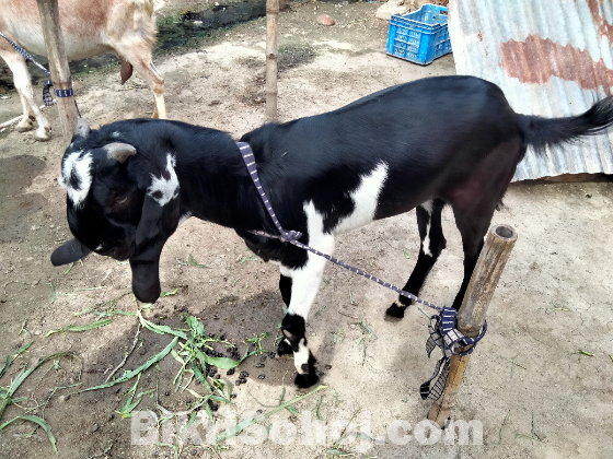 খাসি ছাগল